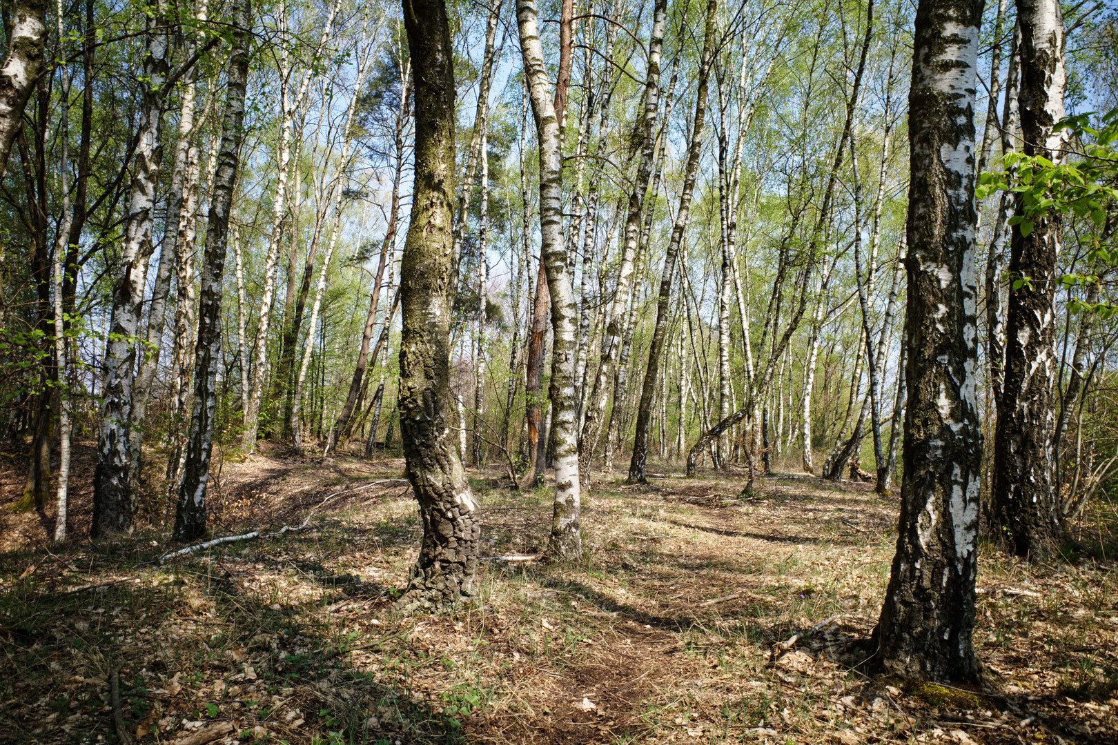 Haldenmotive, hier: Birkenwald auf dem Plateau der Halde Brefeld (Saarland)