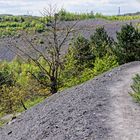 Haldenmotive, hier: Frühlingserwachen auf der Halde Göttelborn (Saarland) (6)