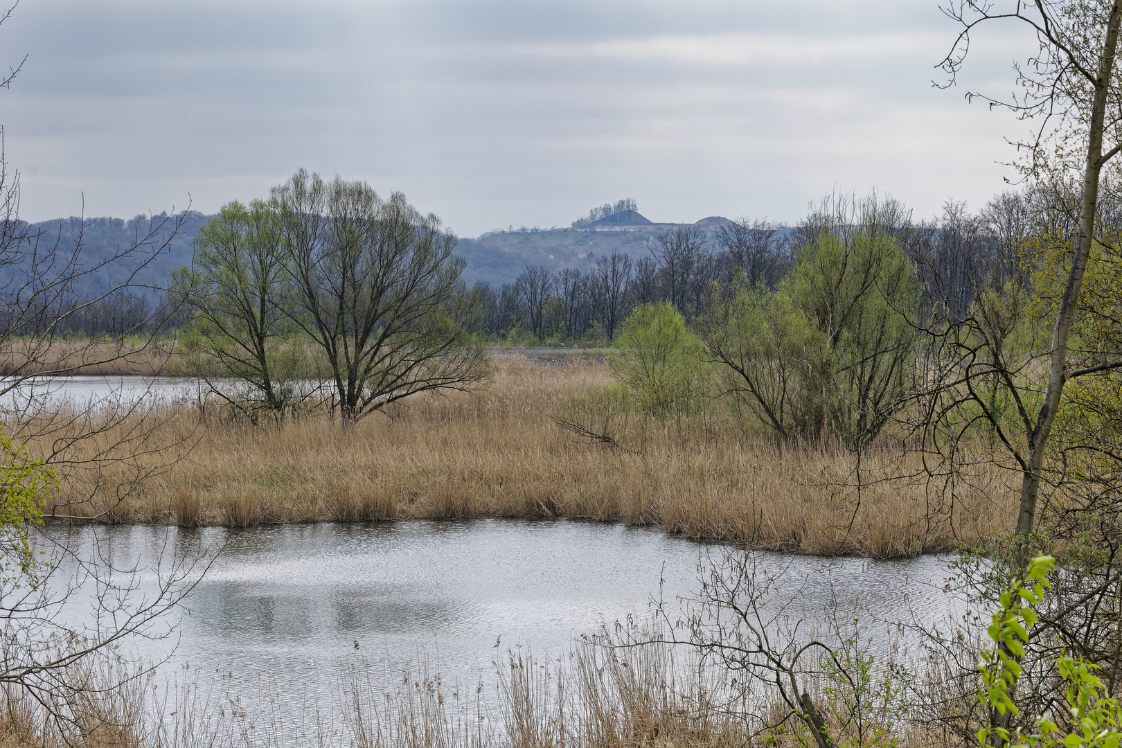 Haldenmotive, hier: Frühlingsstart am Kohlbachweiher (3)