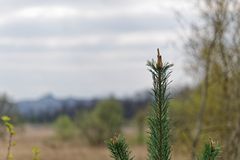 Haldenmotive, hier: Frühlingsstart am Kohlbachweiher (4)