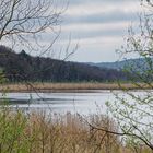 Haldenmotive, hier: Frühlingsstart am Kohlbachweiher (6)