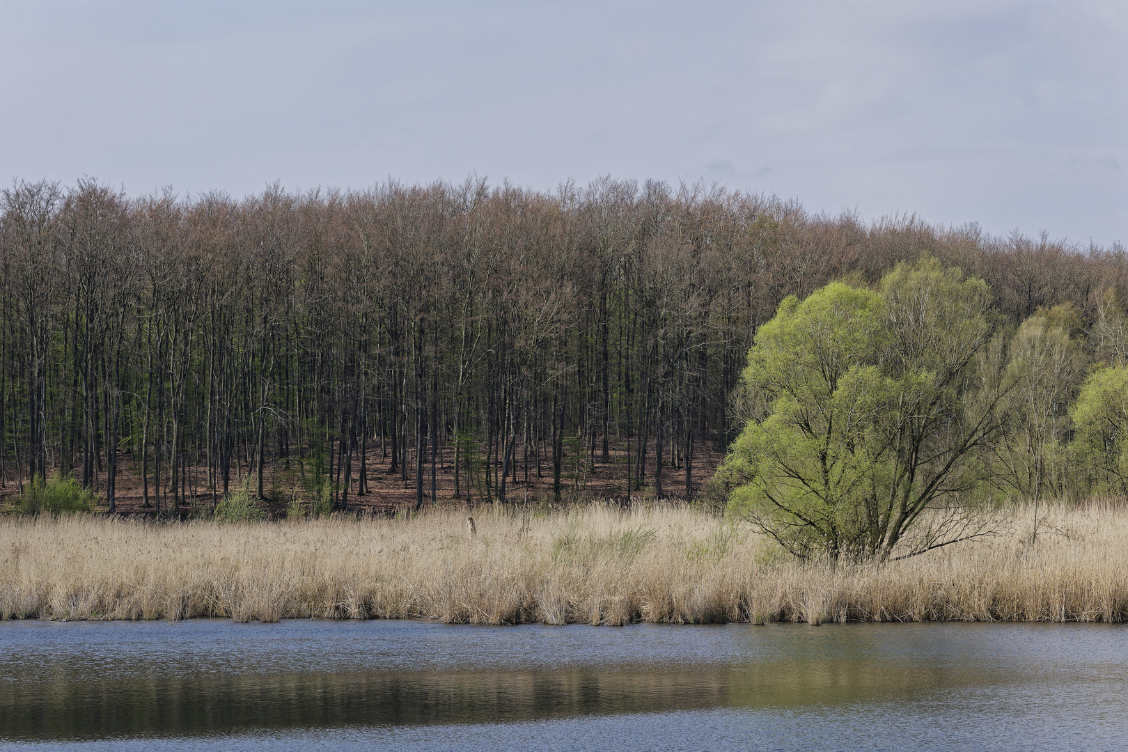 Haldenmotive, hier: Frühlingsstart am Kohlbachweiher