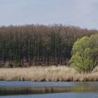 Haldenmotive, hier: Frühlingsstart am Kohlbachweiher