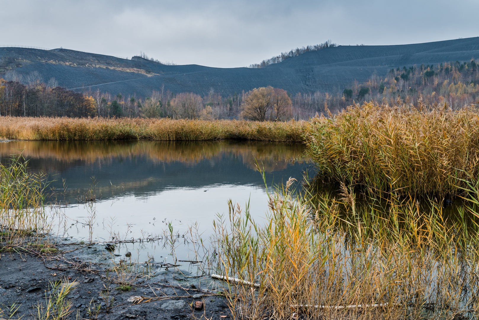 Haldenmotive, hier: Herbst am Ufer des Kohlbachweihers auf der Halde Göttelborn/Saar