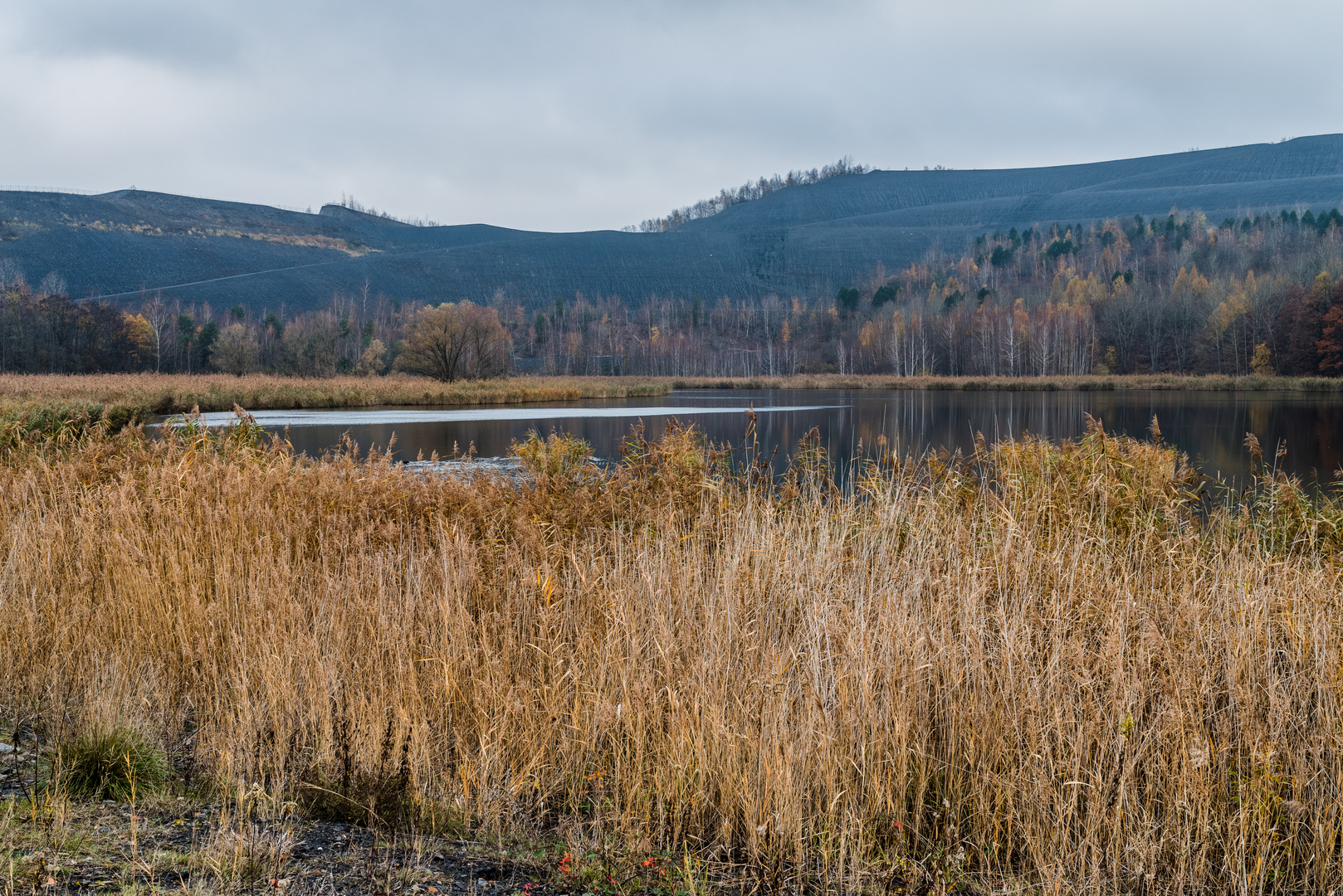 Haldenmotive, hier: Herbst am Ufer des Kohlbachweihers auf der Halde Göttelborn/Saar