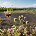 Haldenmotive, hier: Impressionen auf dem Plateau der Halde Lydia Camphausen