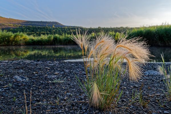 Haldenmotive, hier: morgens auf der Halde Göttelborn (Saarland)  (2)