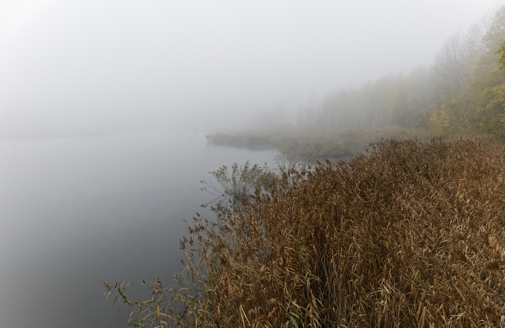 Haldenmotive, hier: Nebelstimmung am Kohlbachweiher