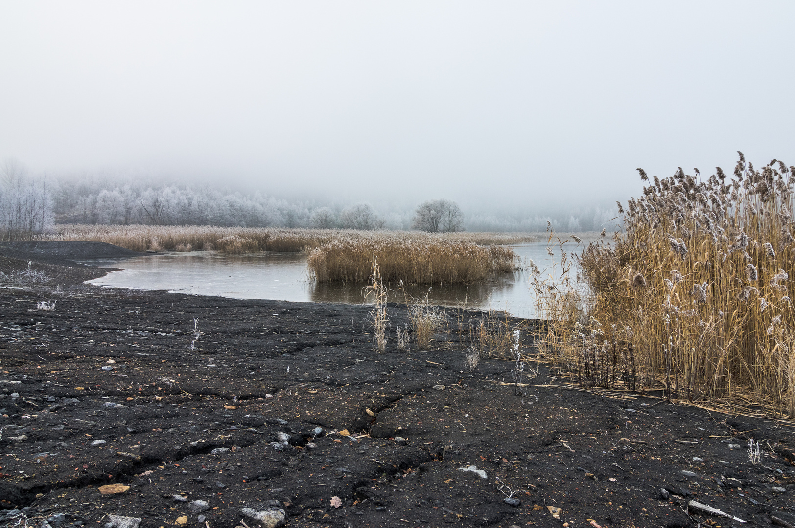 Haldenmotive, hier: Rückkehr der Natur am Kohlbachweiher auf der Halde Göttelborn