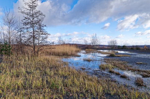 Haldenmotive, hier: Spätherbst auf der Halde (2)