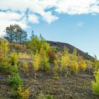 Haldenmotive, hier: Vegetation auf der Halde Lydia Camphausen