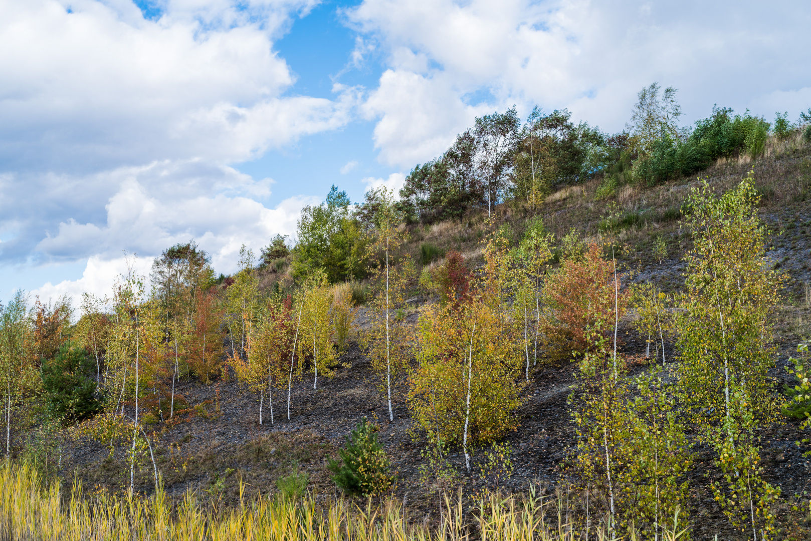 Haldenmotive, hier: Vegetation auf der Halde Lydia Camphausen