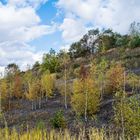 Haldenmotive, hier: Vegetation auf der Halde Lydia Camphausen