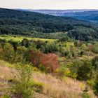 Haldenmotive, hier: Vegetation auf der Halde Lydia Camphausen