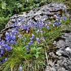 Haldensee im Tannheimer-Tal.................. Glockenblumen (Teil 1)