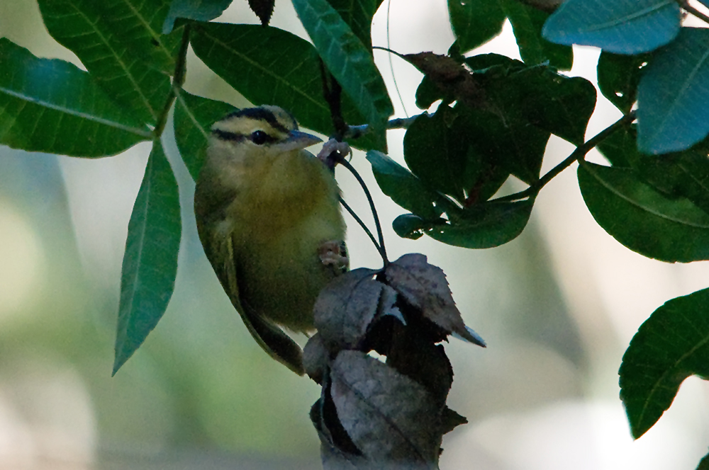 Haldenwaldsänger - Worm-eating Warbler (Helmitheros vermivorum)