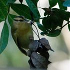 Haldenwaldsänger - Worm-eating Warbler (Helmitheros vermivorum)