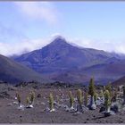 Haleakala-Krater II