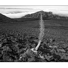 Haleakala One 17