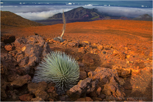 Haleakala One 22