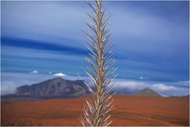 Haleakala One 28