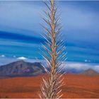 Haleakala One 28