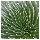 Haleakala Silversword