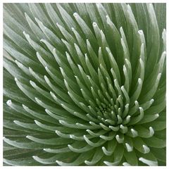 Haleakala Silversword