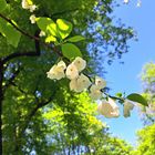 Halesia tetraptera- Schneeglöckchenbaum