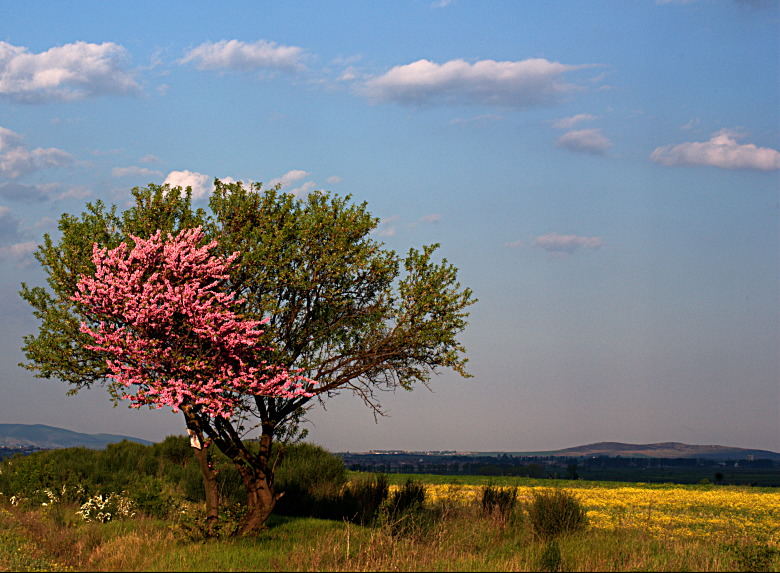 half-blossom