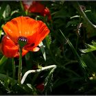 half - mohn