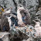 Half Moon Island - Chinstrap Chicks