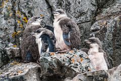 Half Moon Island - Chinstrap Chicks