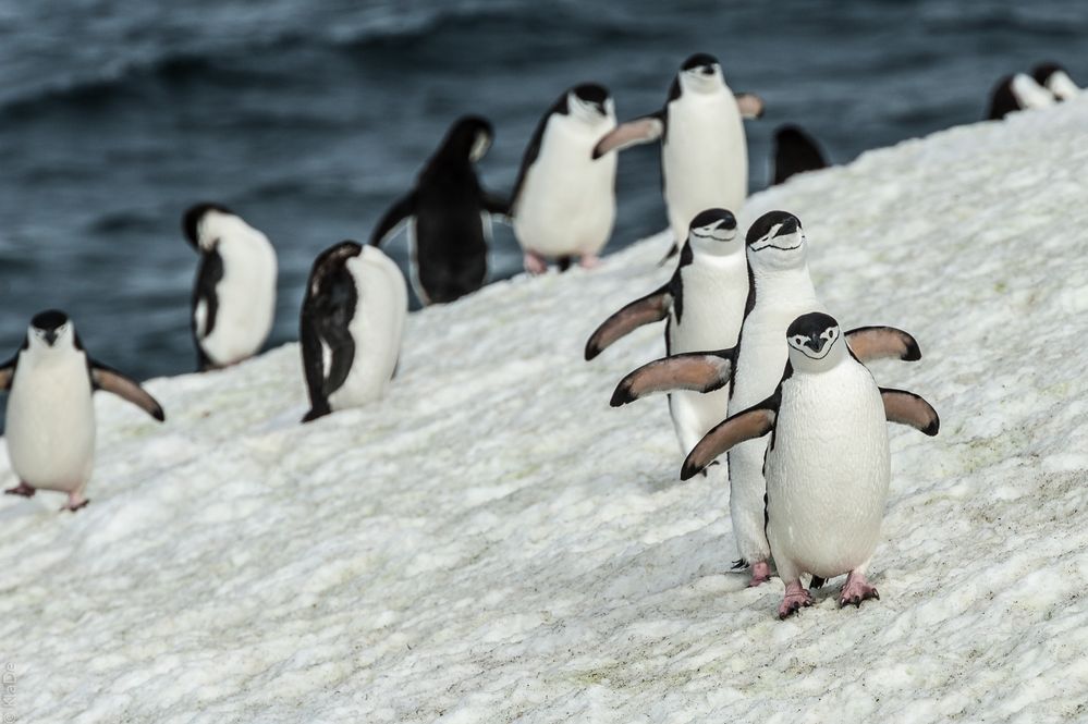 Half Moon Island - Zügelpinguine