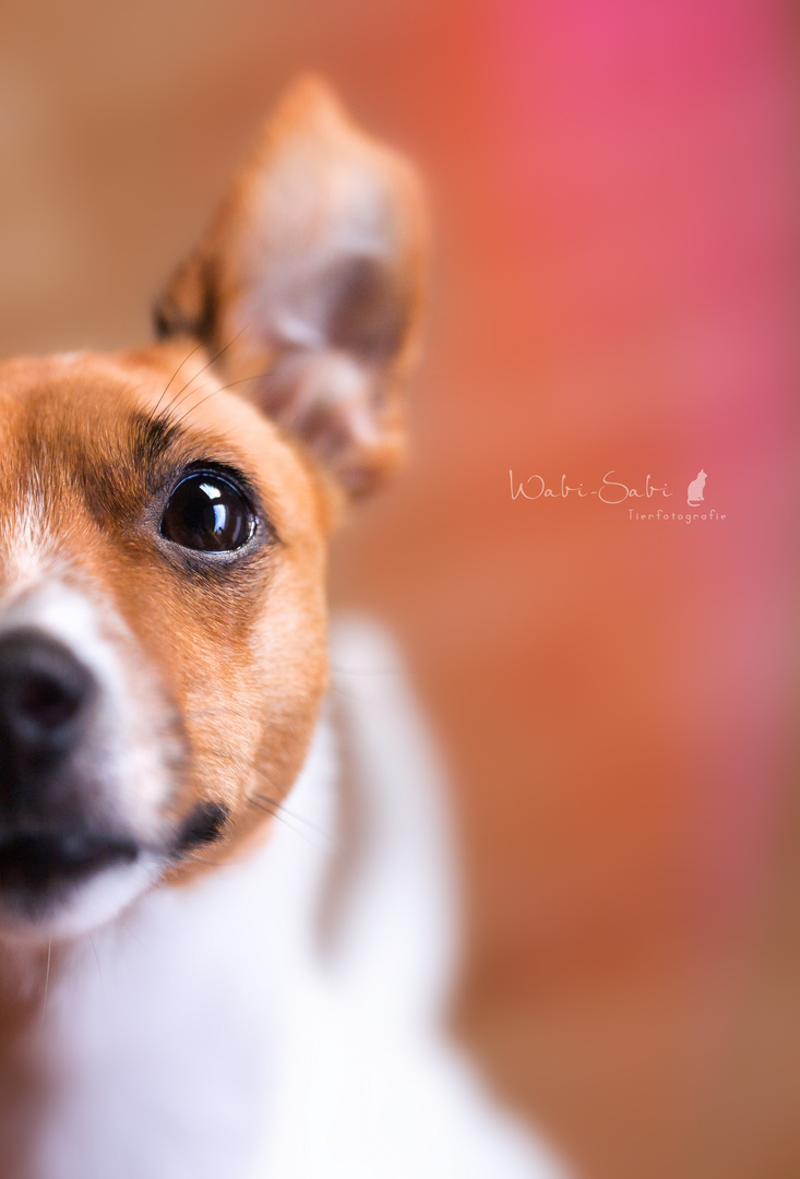 Half side of a Jack Russel