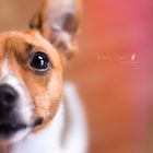 Half side of a Jack Russel