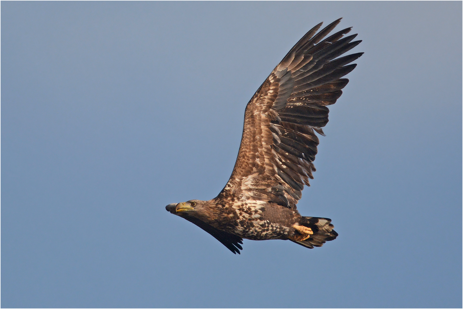 Haliaeetus albicilla