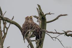 Haliaeetus albicilla