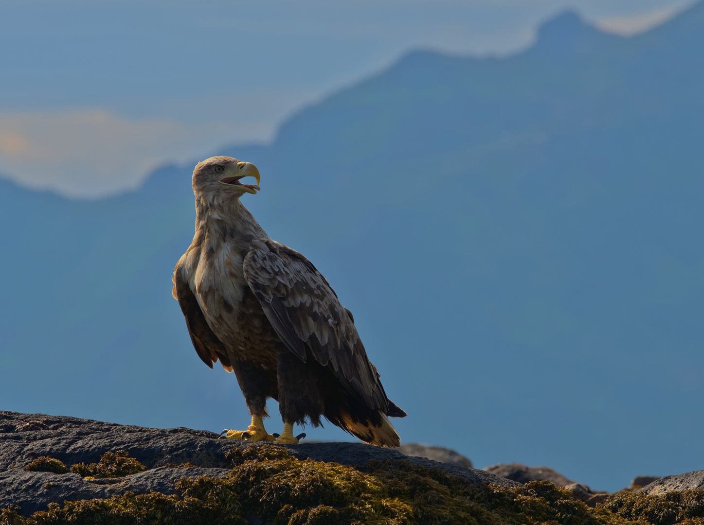 Haliaeetus albicilla