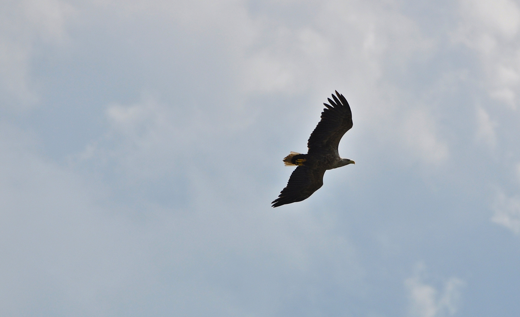 Haliaeetus albicilla