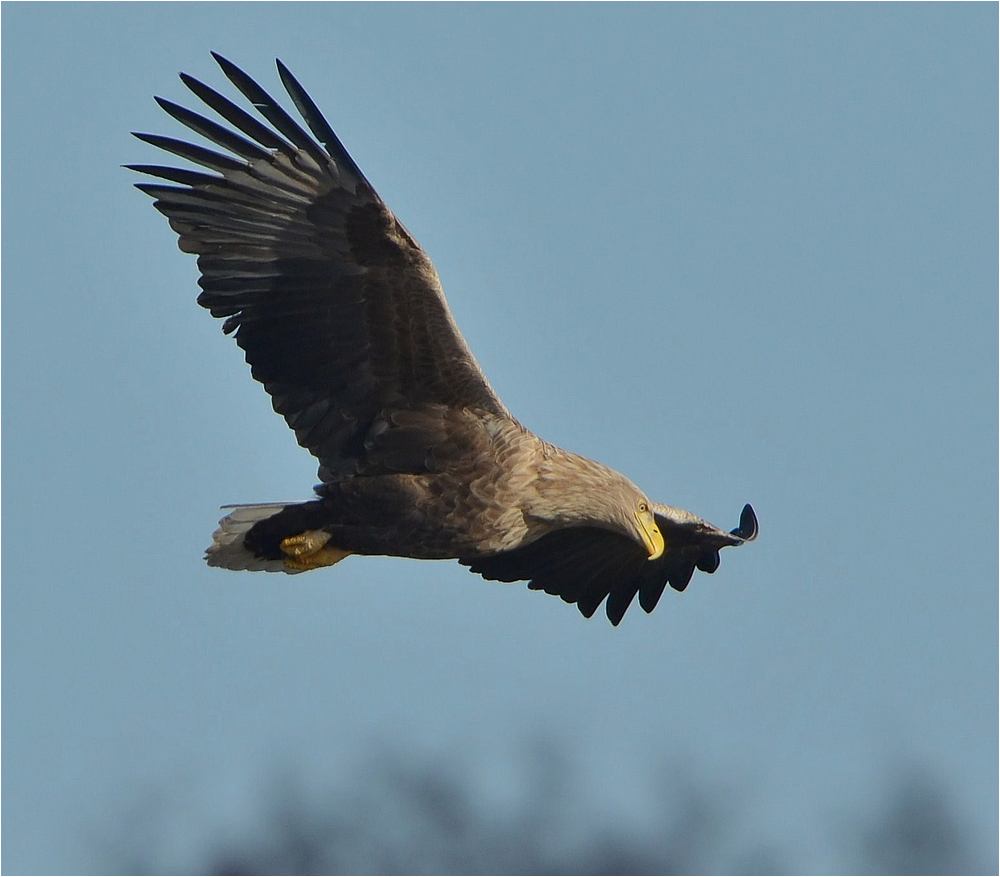 Haliaeetus albicilla