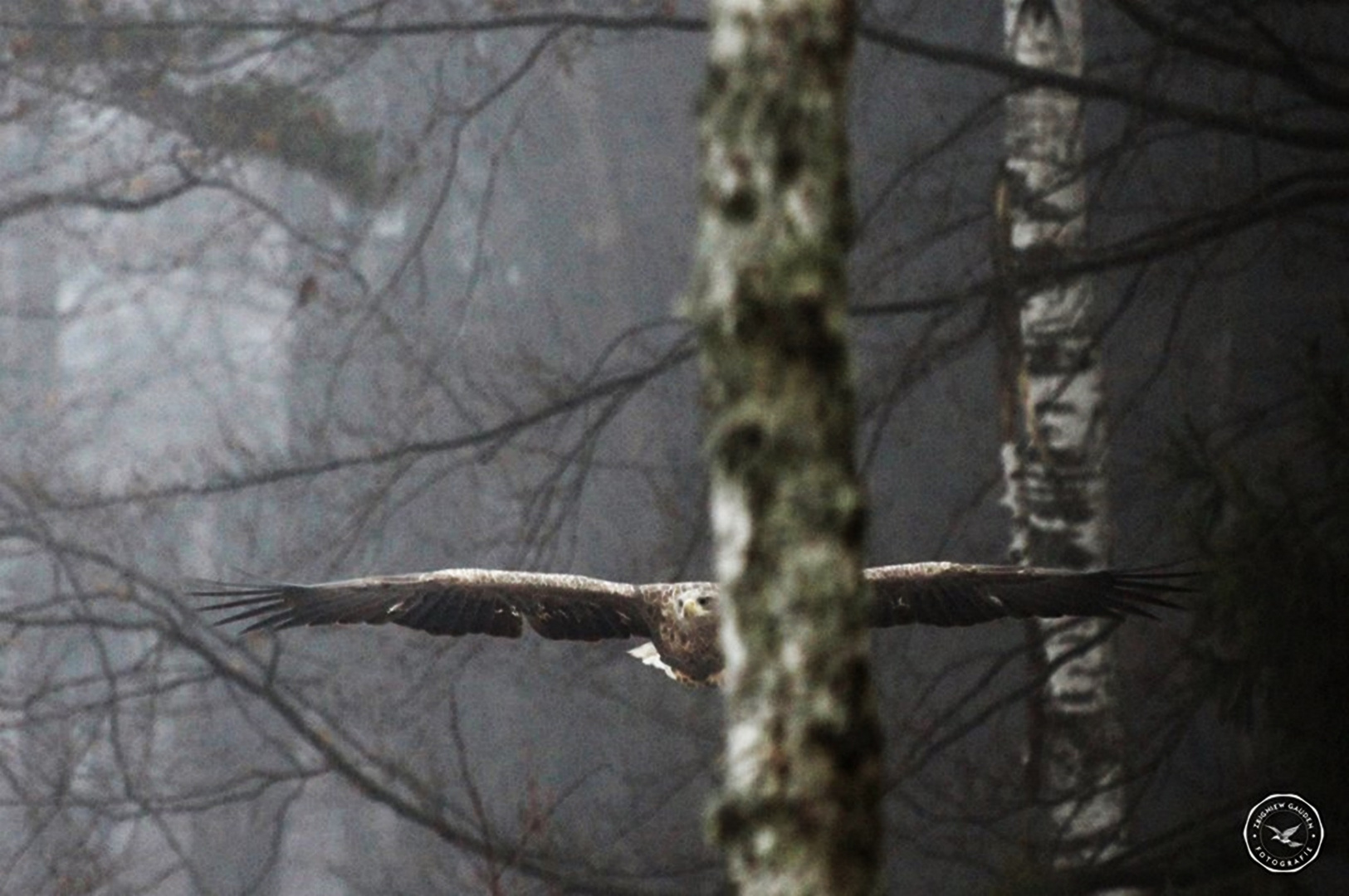 Haliaeetus albicilla