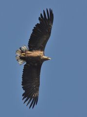 Haliaeetus albicilla