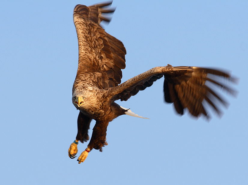 Haliaeetus albicilla