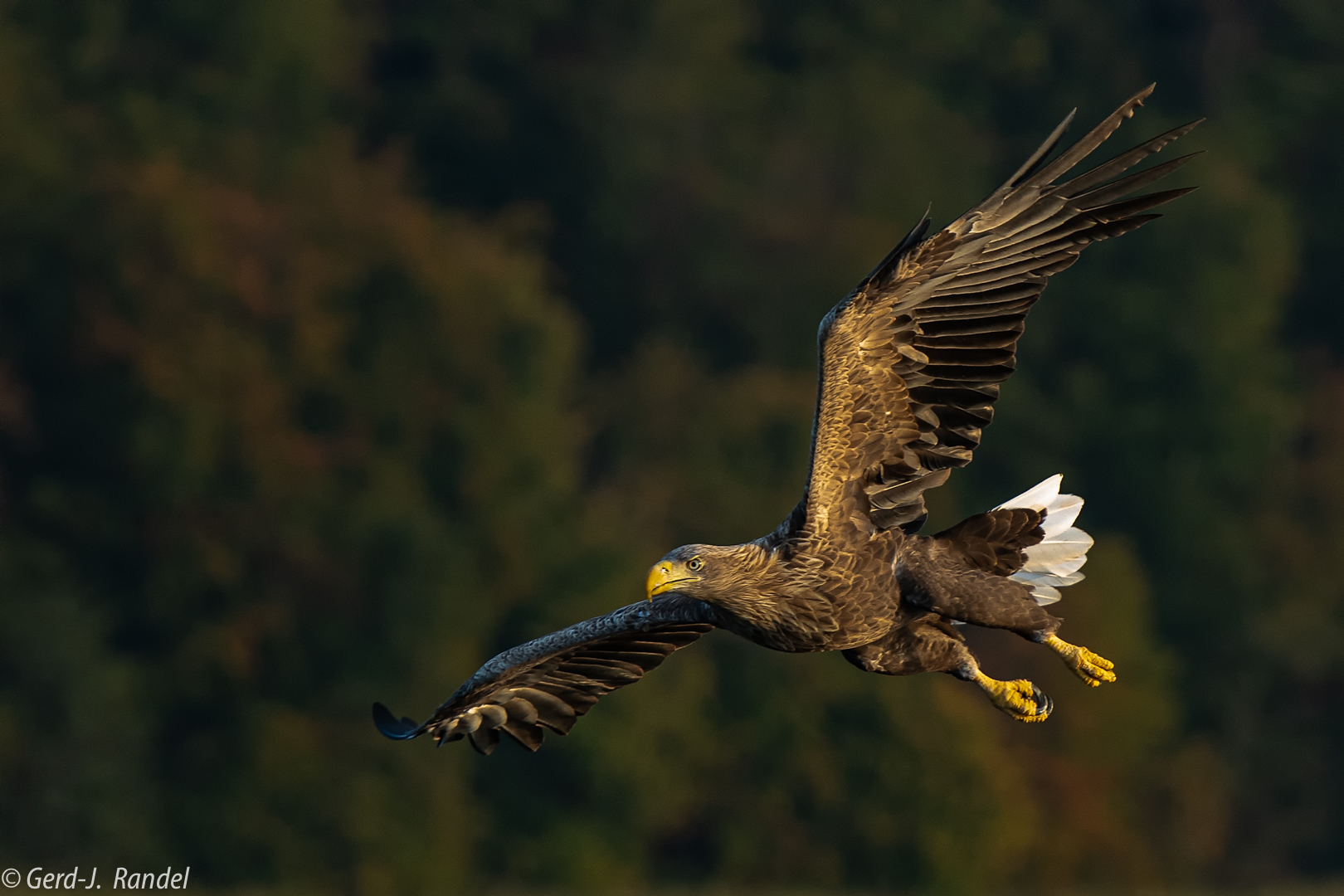 Haliaeetus albicilla advenit