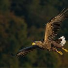 Haliaeetus albicilla advenit