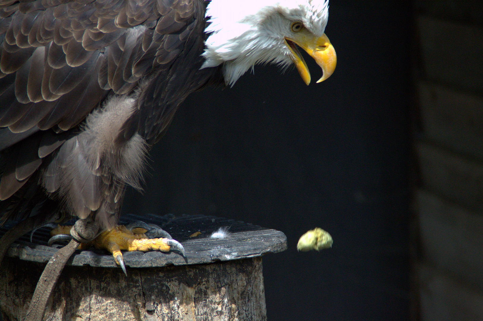 haliaeetus albicilla