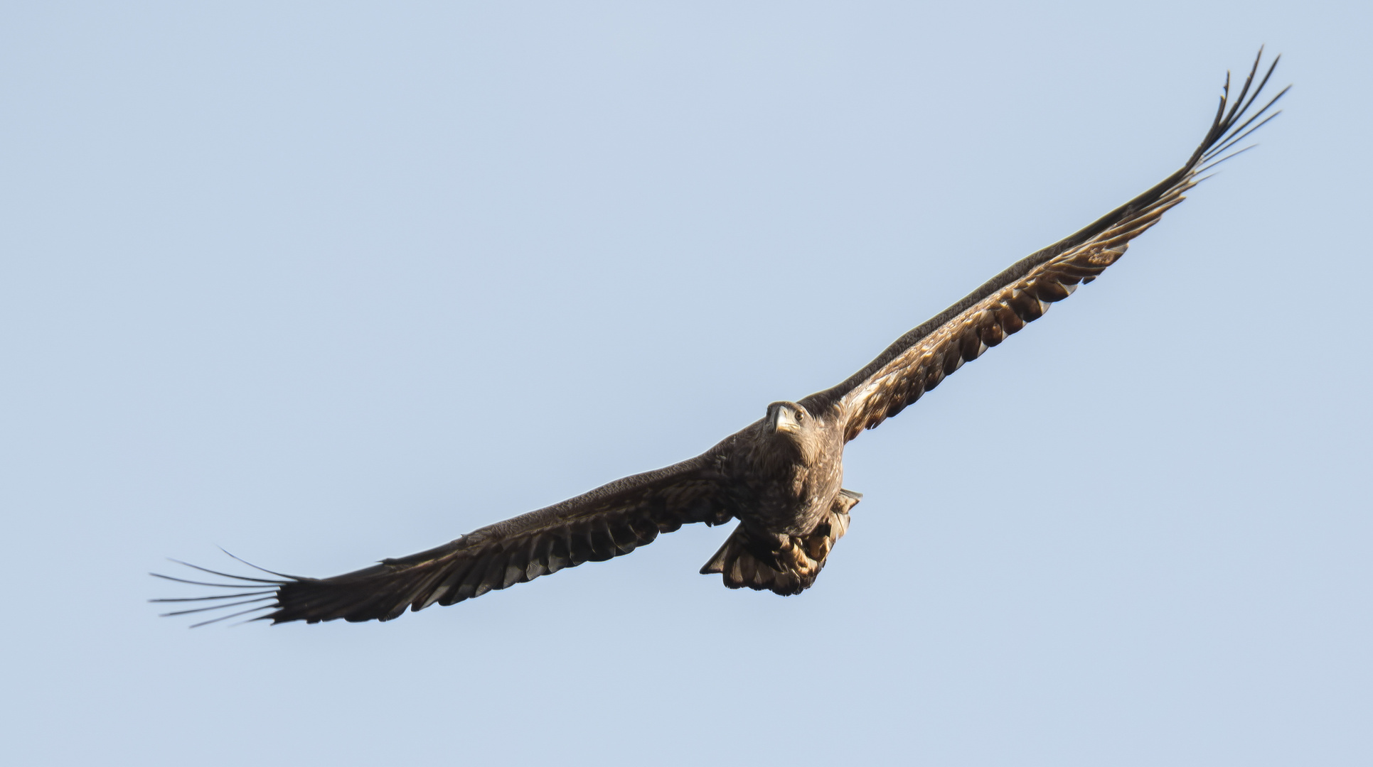 Haliaeetus Albicilla