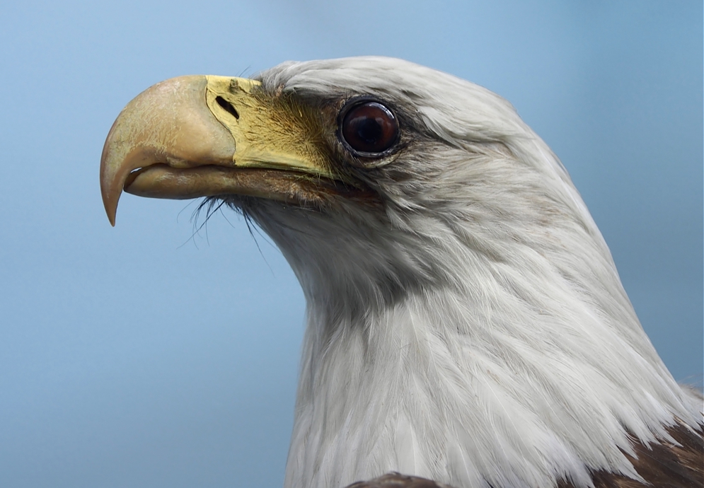 Haliaeetus leucocephalus