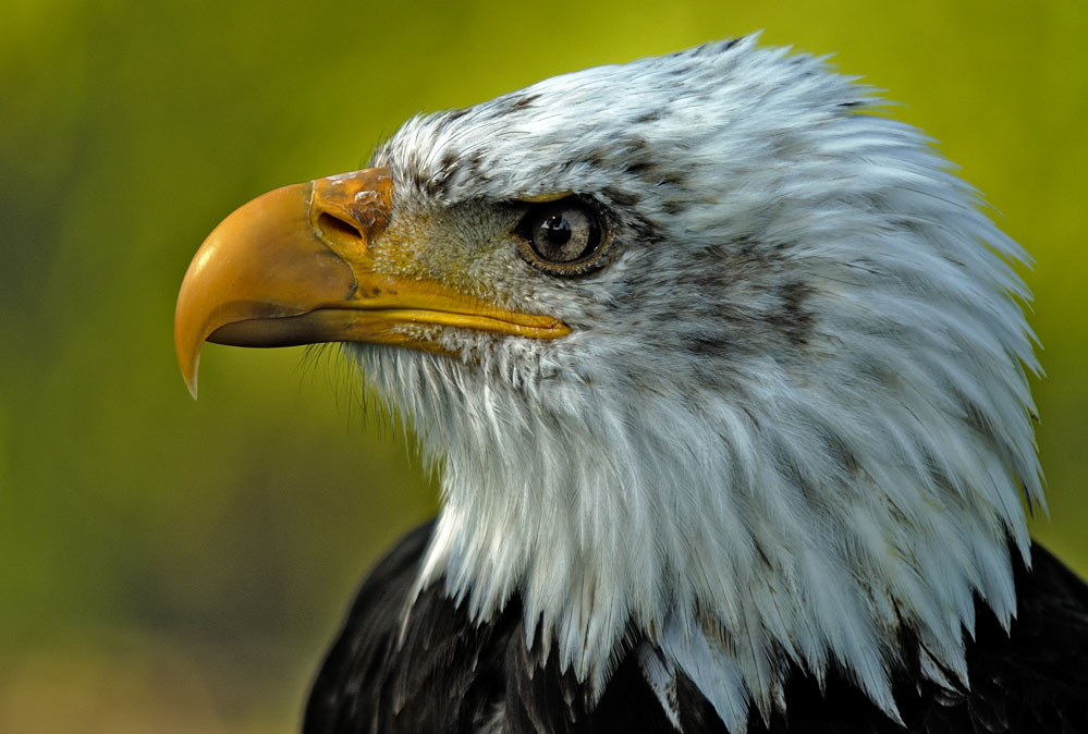 HALIAEETUS LEUCOCEPHALUS